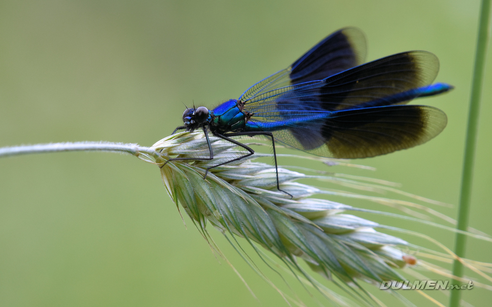 Banded demoiselle (male, Calopteryx splendens)